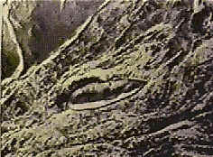 Satellite photo of the ark (11k)